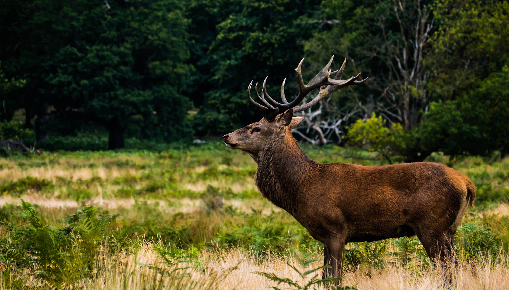 An image of a beautiful and elegant deer in woodland setting