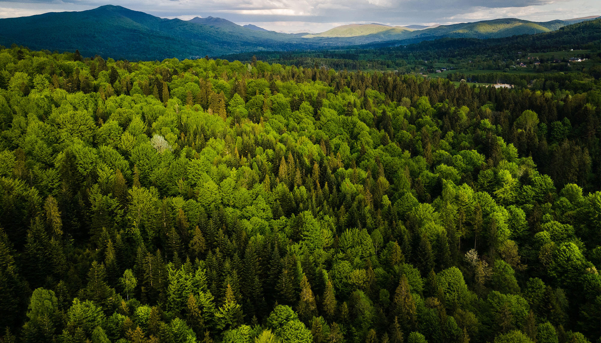 Green forest and mountain landscape