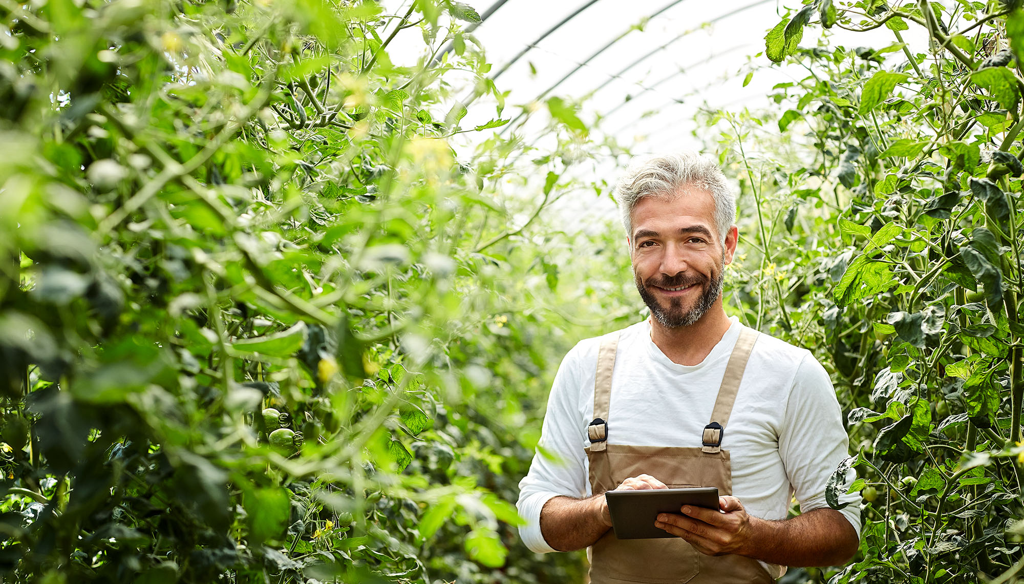 A smiling, grey-haired man in overalls holding a tablet walks through a greenhouse full of tomato plants