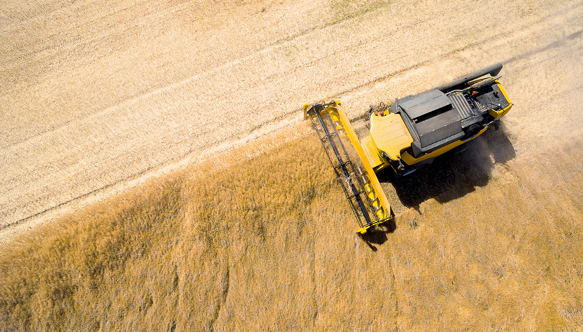 Tractor in wheat fields