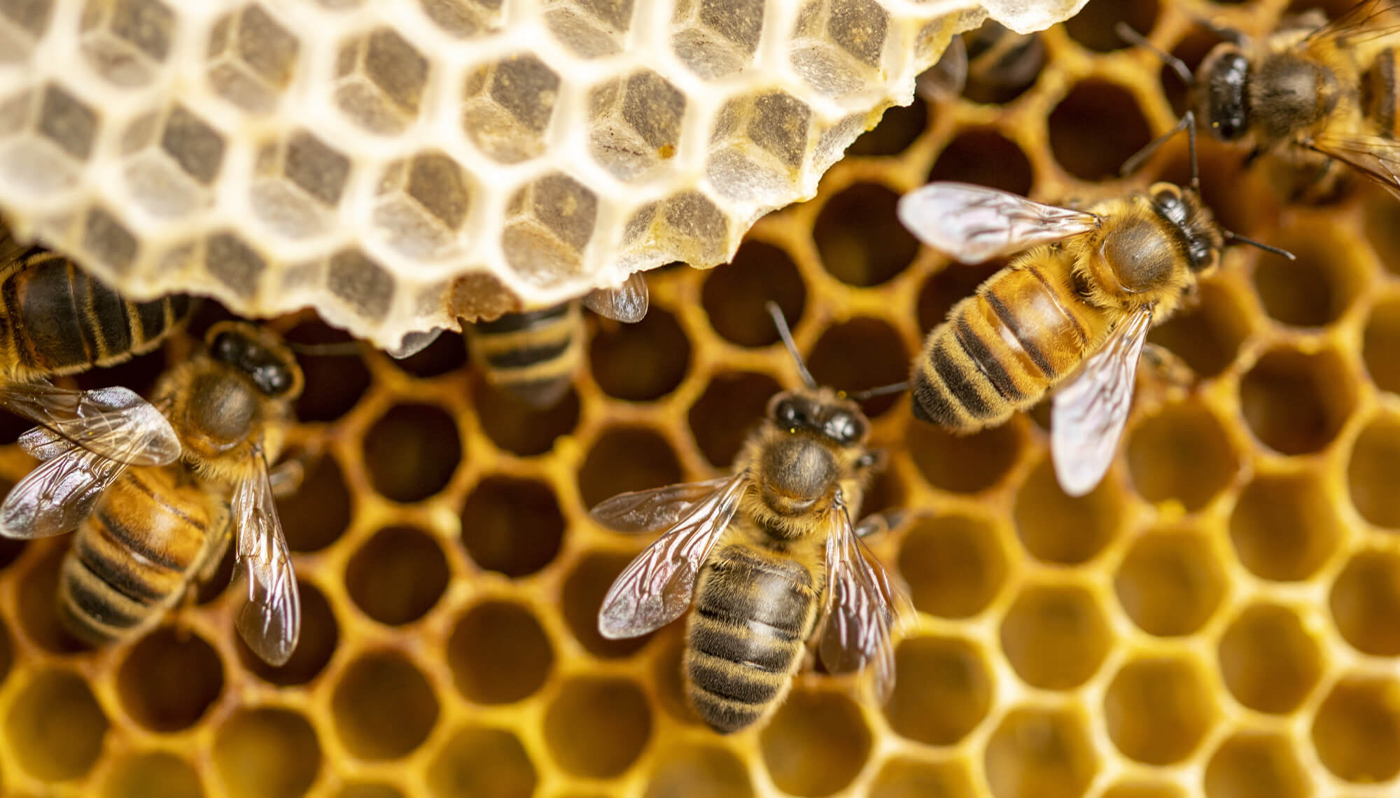 Bees on a hive