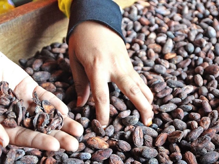 Workers hand in industrial container of coffee beans