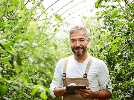 A smiling, grey-haired man in overalls holding a tablet walks through a greenhouse full of tomato plants