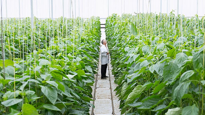 Man in a white lab coat standing in a greenhouse of plants.